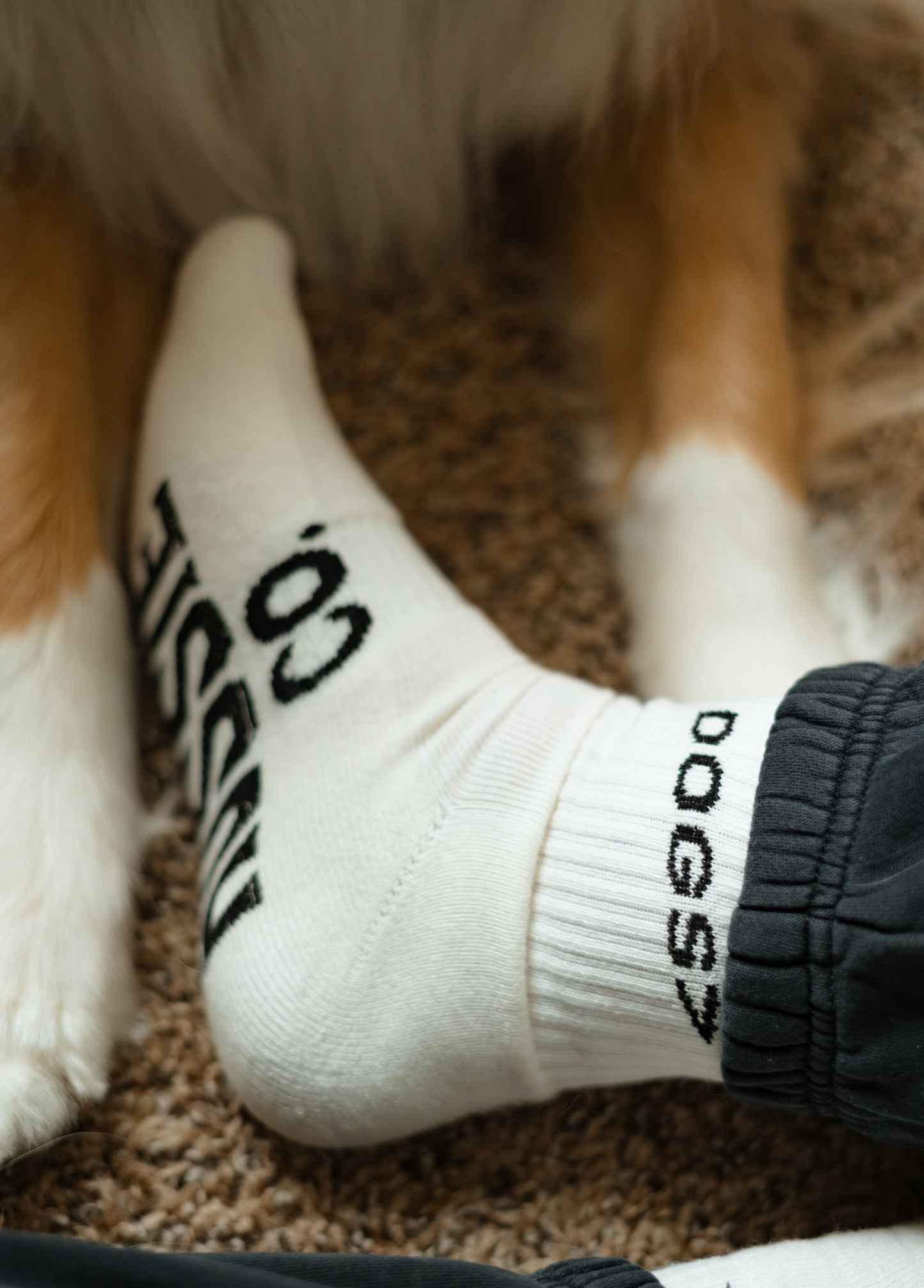Dogs> Socks