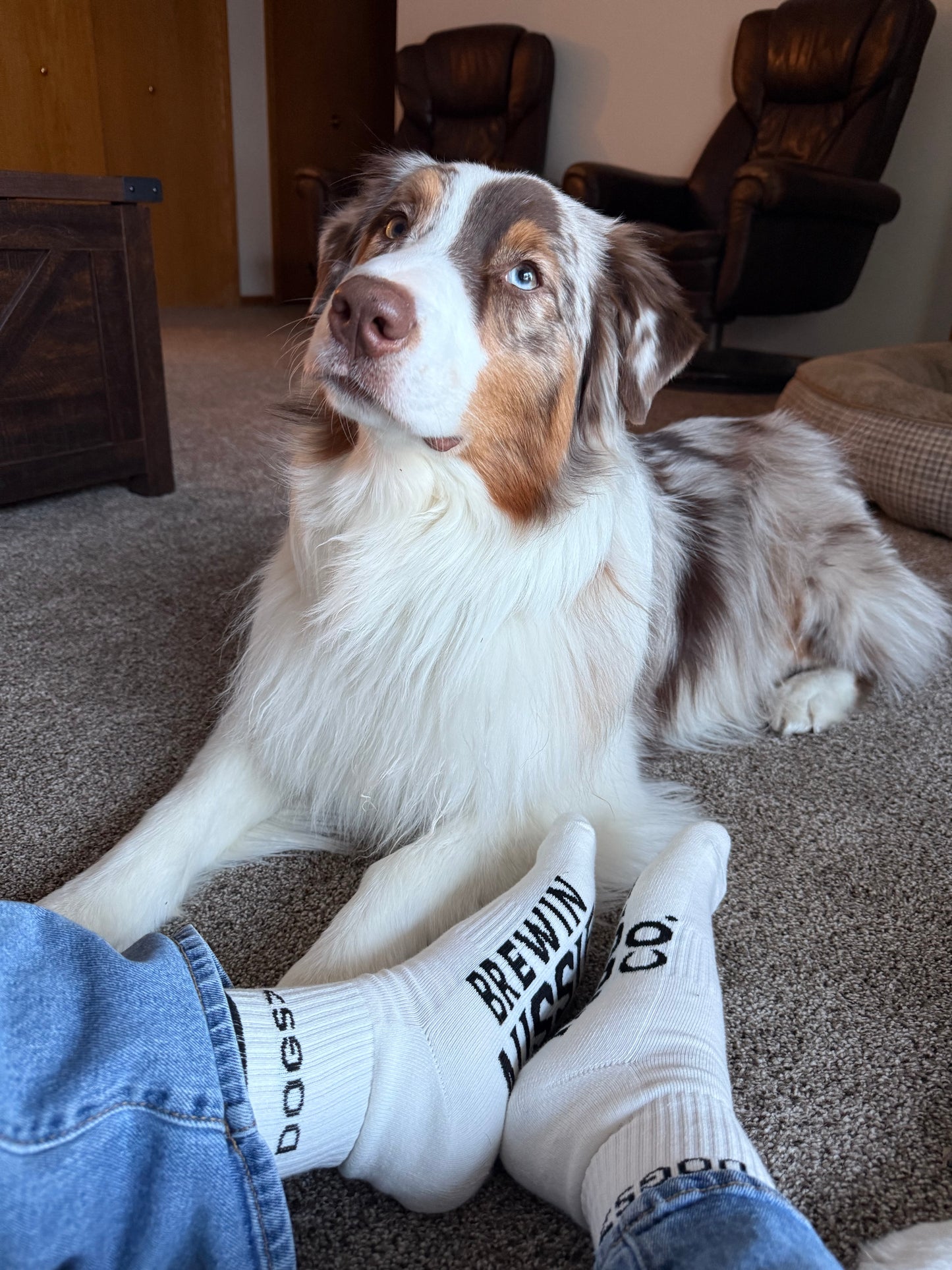 Dogs> Socks