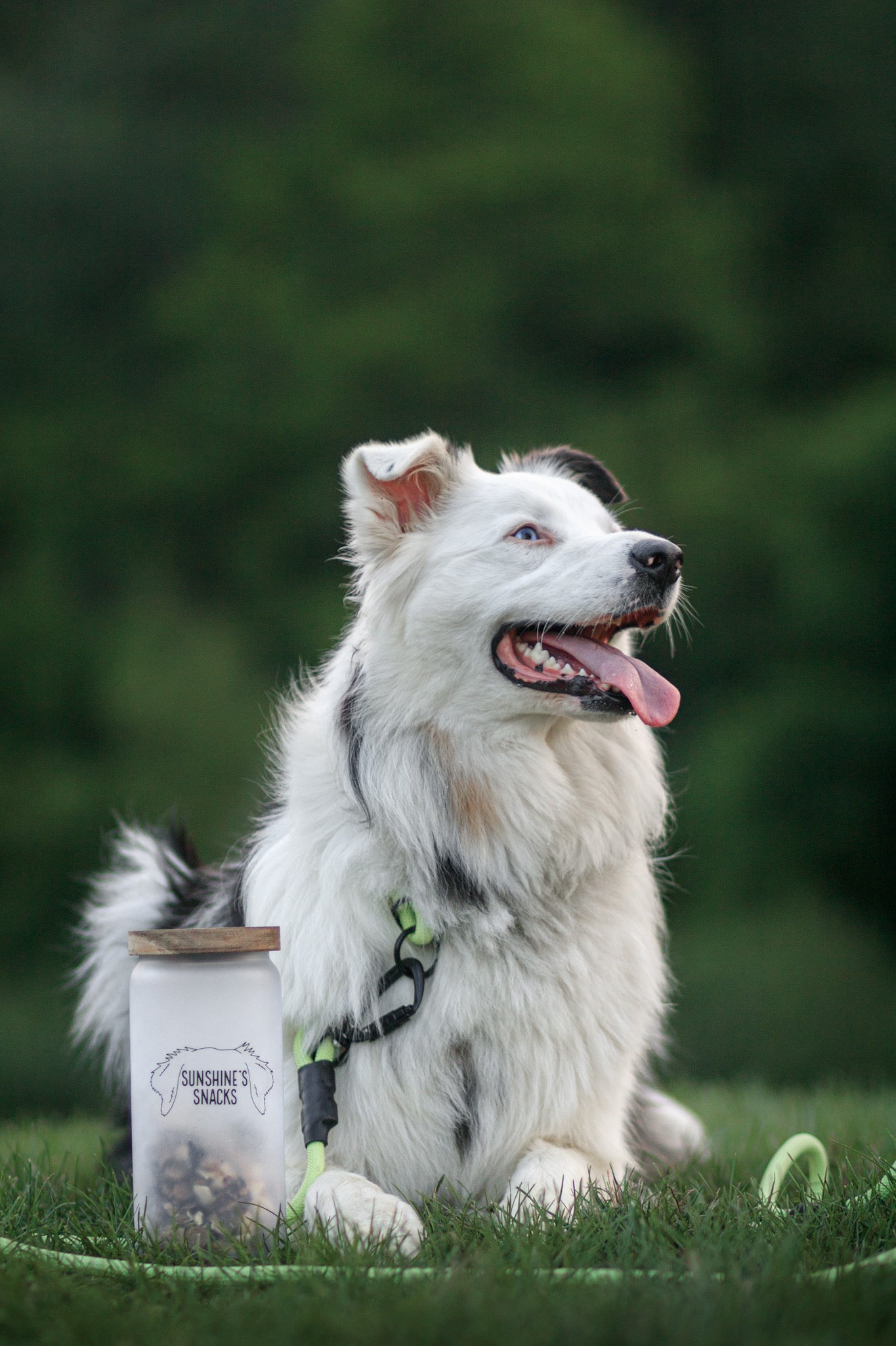 Dog Ear Drawing Treat Jar