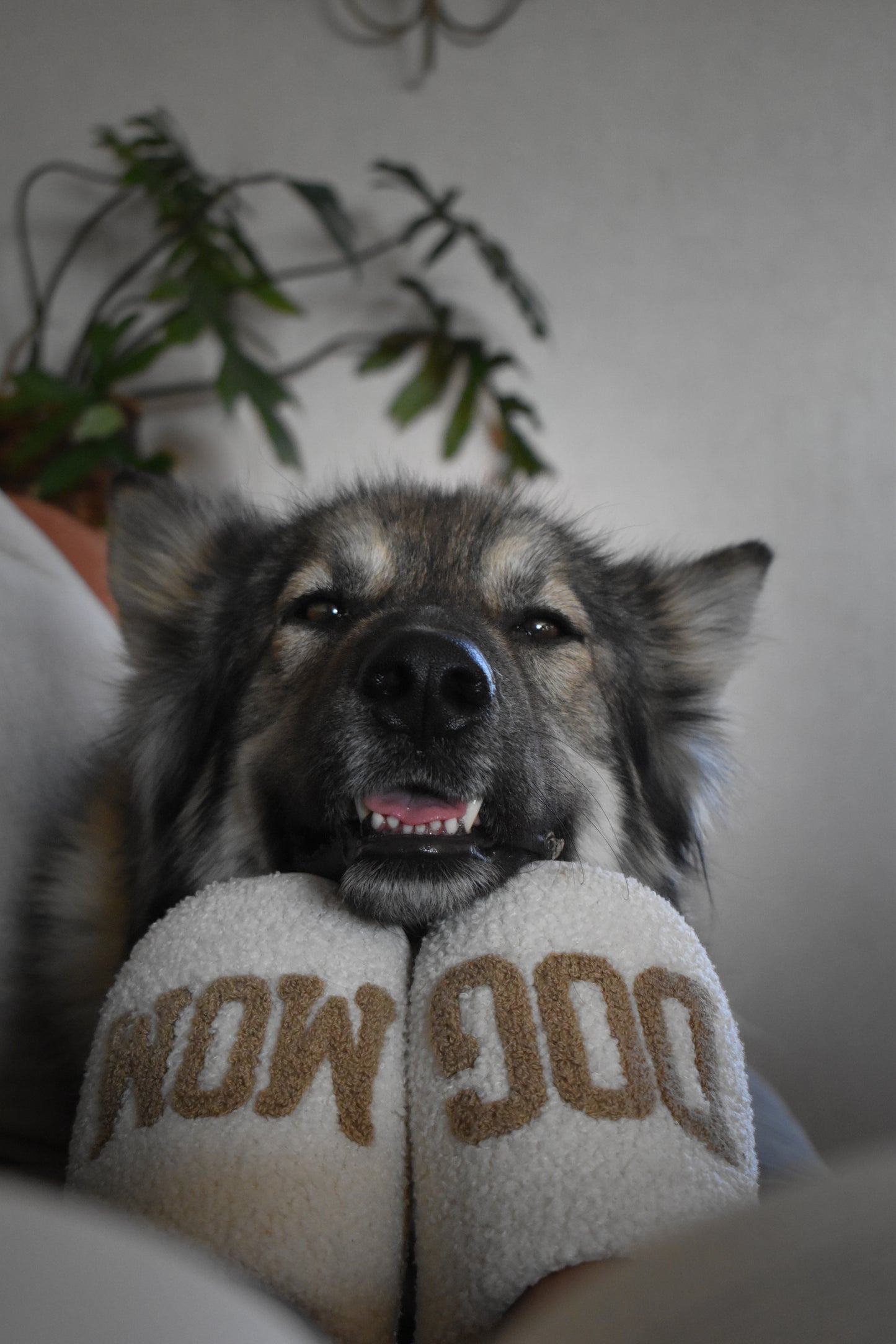 Taupe Dog Mom Slippers