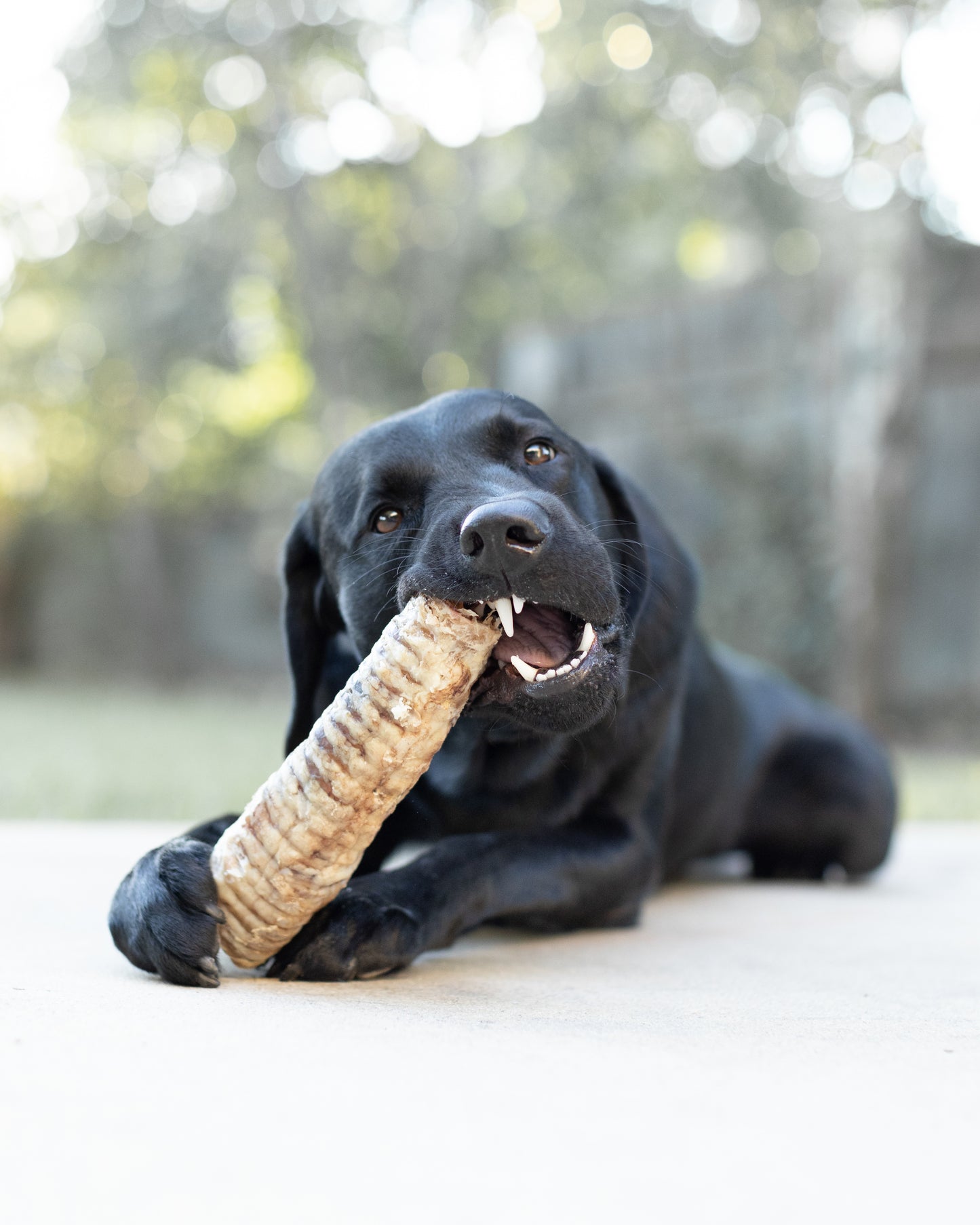 Bison Trachea