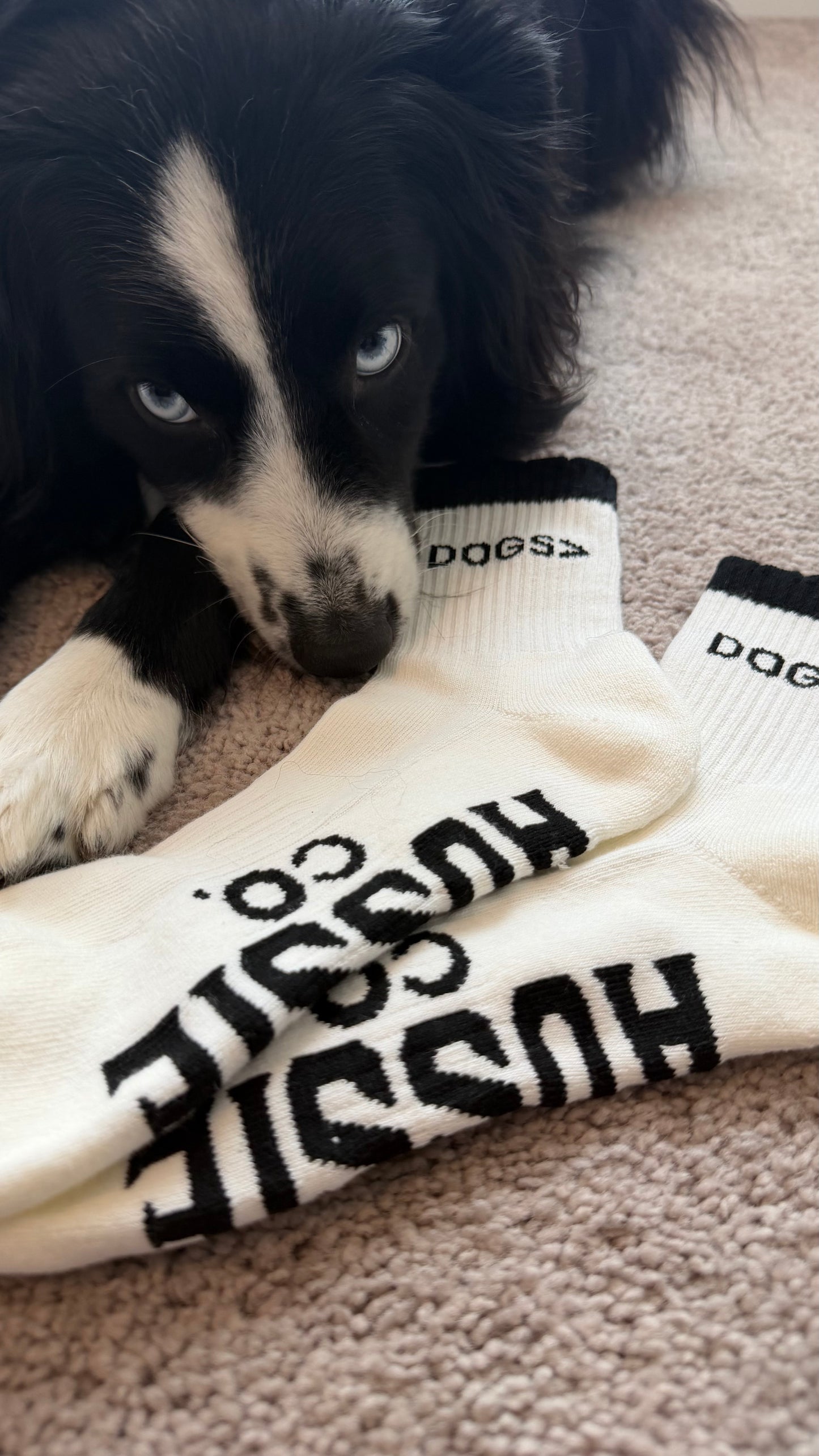 Dogs> Socks